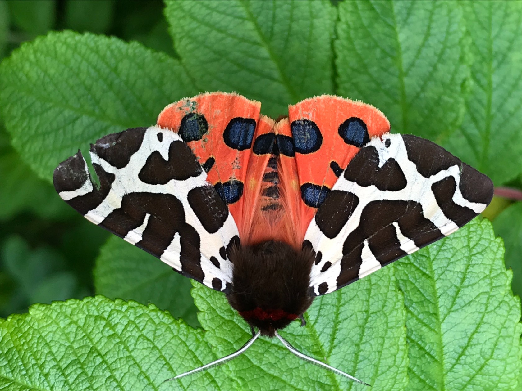 https://www.shetlandamenity.org/assets/images/natural-heritage/moth-1.JPG